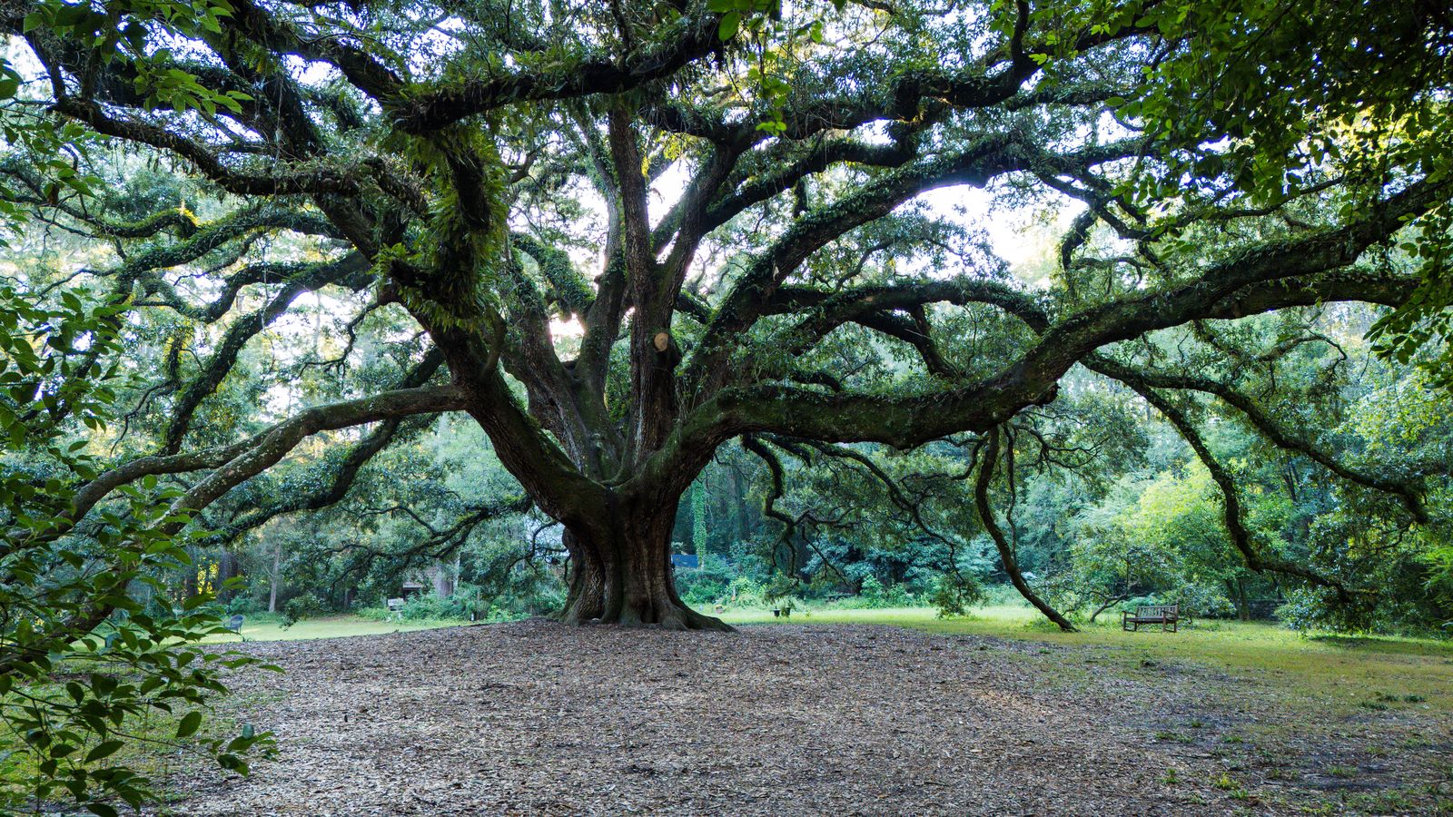 Giant live oak with sprawling, low branches over a shaded clearing at Lichgate on High Road, Tallahassee