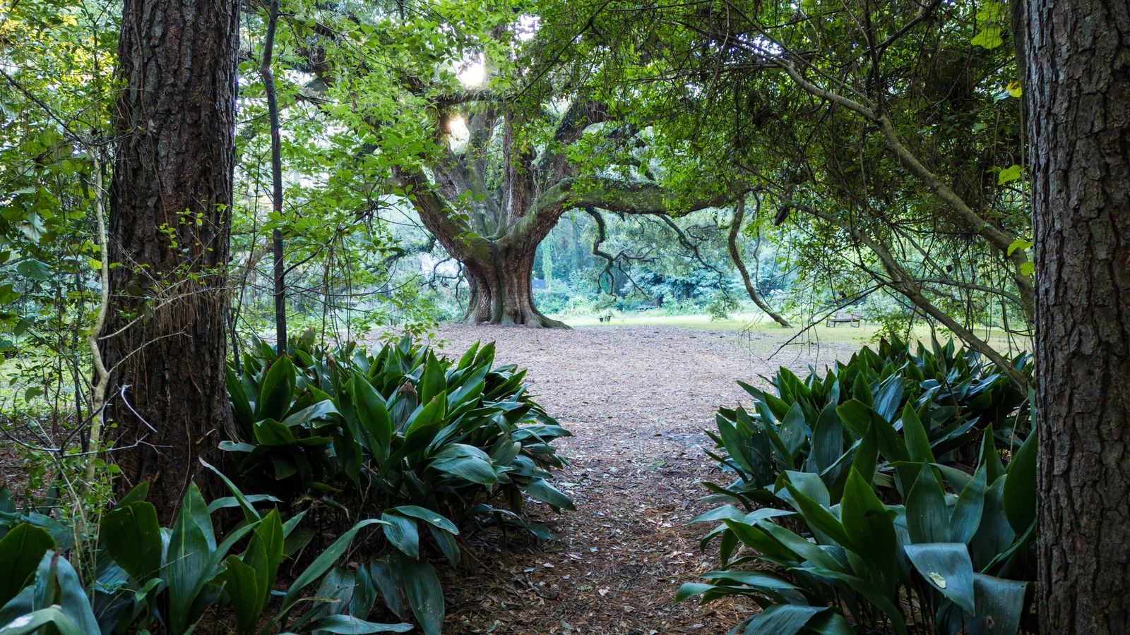Woodland path between tall pines opening onto the Lichgate live oak in Tallahassee