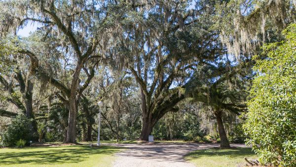 Gravel drive beneath a canopy of live oaks hung with Spanish moss at Goodwood