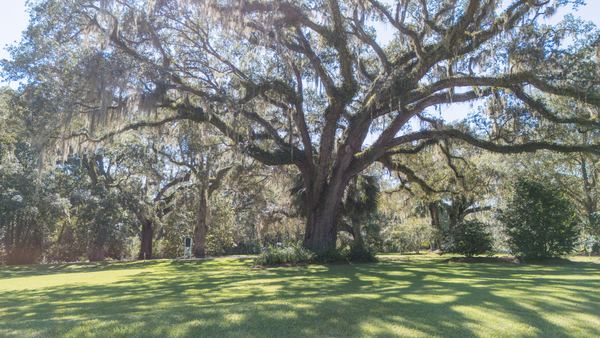 Massive live oak spreading its limbs over the lawn at Goodwood