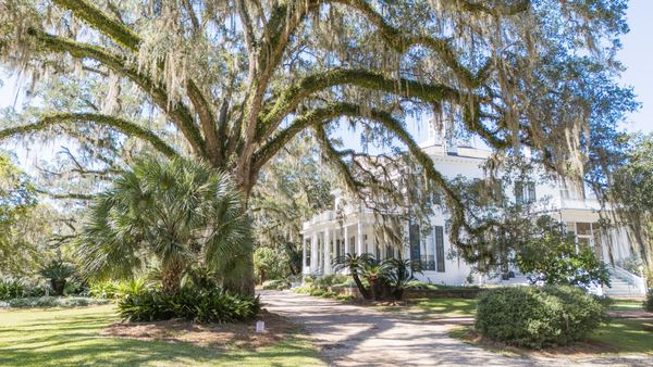Moss-draped live oaks beside the drive and the white house at Goodwood