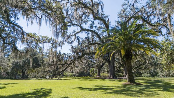 Arching oak limbs and a palm over a green lawn at Goodwood
