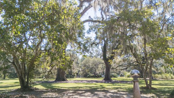 Scattered live oaks across a broad, open lawn at Goodwood