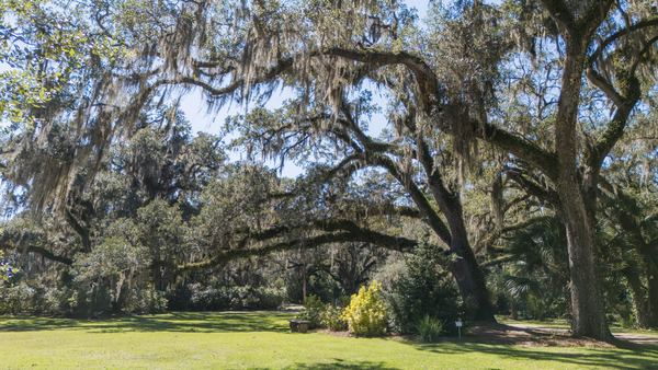 Moss-draped live oaks shading a wide lawn at Goodwood