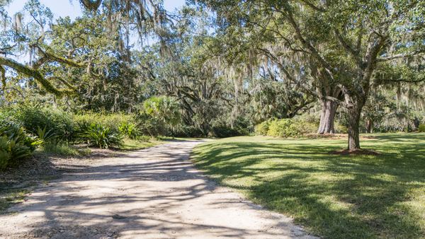 Dirt drive curving beneath live oaks at Goodwood