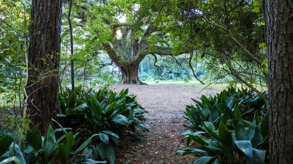 Woodland path between tall pines opening onto the Lichgate live oak