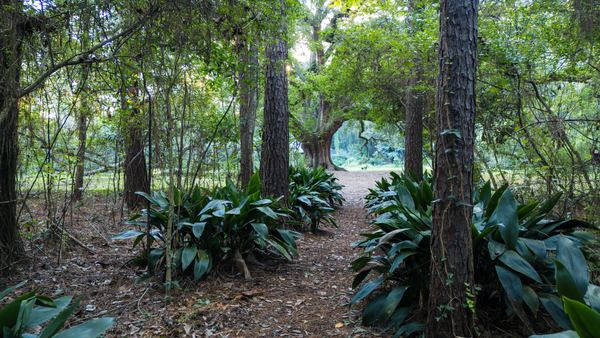 Pine trunks and cast-iron plants framing a leaf-covered path toward the Lichgate oak