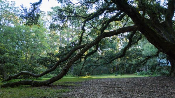 Low, sweeping live oak limb stretching across the clearing at Lichgate