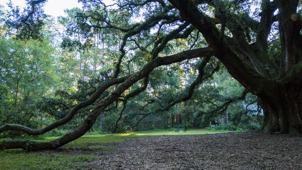 Long oak branches reaching almost to the ground across the Lichgate lawn