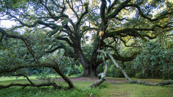 Lichgate oak with branches curving down to touch the grass