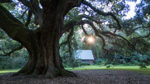 Morning sun glowing through the Lichgate oak, with a small cabin behind