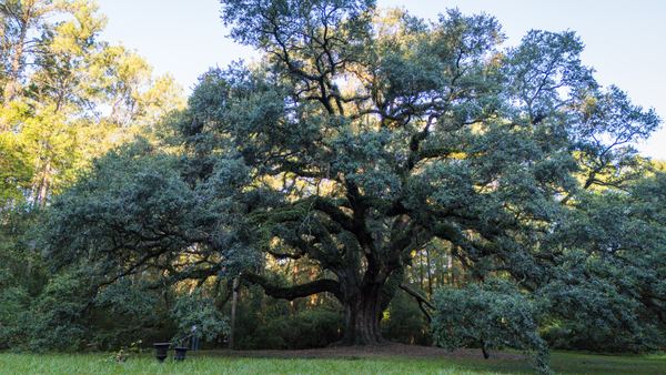 The full rounded canopy of the Lichgate live oak at the edge of an open lawn