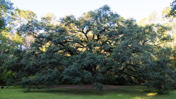 Wide view of the Lichgate oak's dome-shaped canopy across the lawn