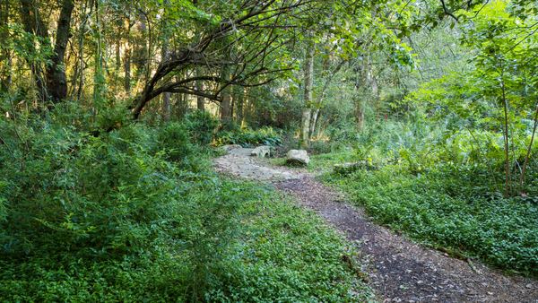 Curving garden path through lush greenery at Lichgate